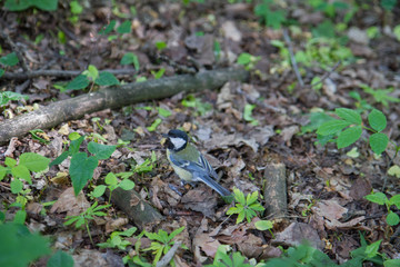 The Tit bird in a park among  leaves