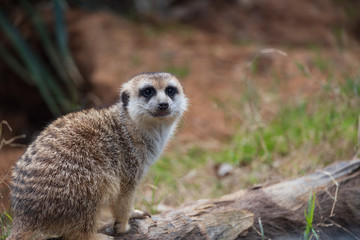 meerkat on guard