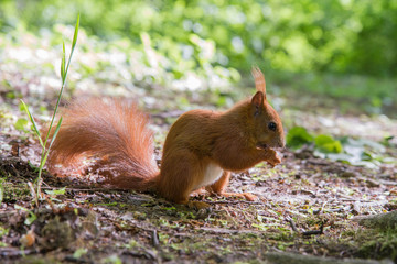 Naklejka na ściany i meble Red squirrel sitting on the ground and eating