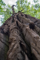 Eastern cottonwood tree in a forest seen upwards against a blue sky 