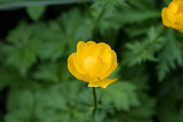 The Globeflower (Trollius) in a garden