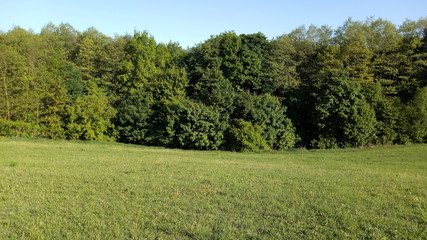 Field and Forest