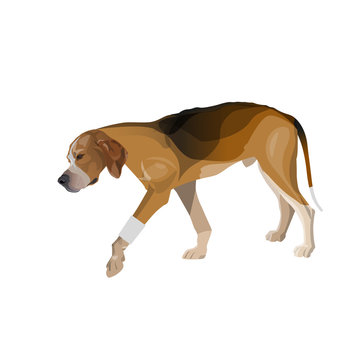 Lame dog walks with a bandaged paw