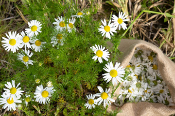 healing chamomile and next to it a bag of already collected chamomile