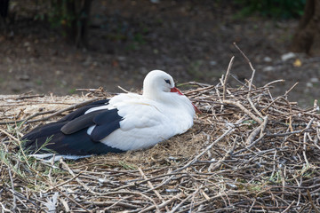 White stork sitting in nest