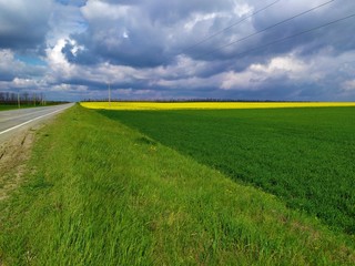 Obraz premium road in the green and yellow field
