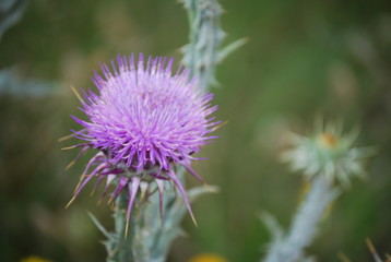 Spanish Male Horse and Male Mule 