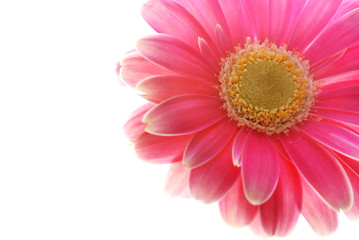 pink gerber daisy isolated on white