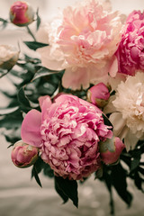 Beautiful peony flowers. Paste colors. Pink and white peonies. Pink petals. Flower buds. Summer bouquet of flowers. Summer time. Green leaves. Macro flowers. Close up. Spring time. Large peonies.