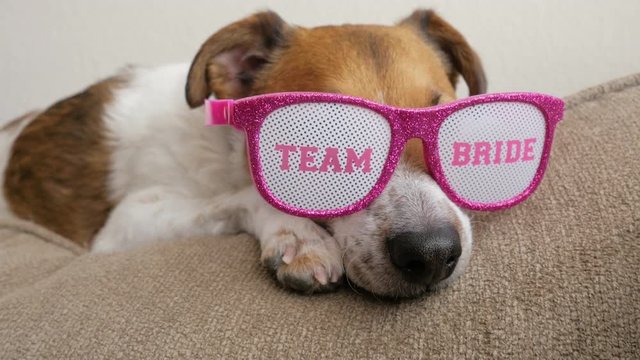 Dog wearing pink glitter sunglasses for a bachelorette party. The festive glasses say "team bride" on the lenses. Funny puppy is ready to celebrate bridal showers, weddings and bachelor parties. 
