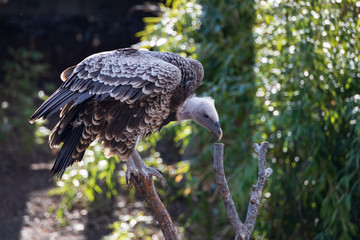 Vulture