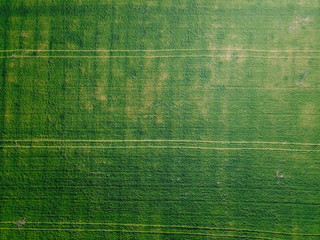 Aerial view industrial crops fields growing fresh produce outdoor under blue sky California rural farming countryside. Plantation from up above, top view crop lines texture