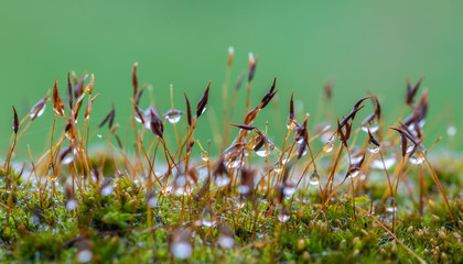 Nature with its flowers and mosses brighten your eyes!