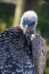 Vulture