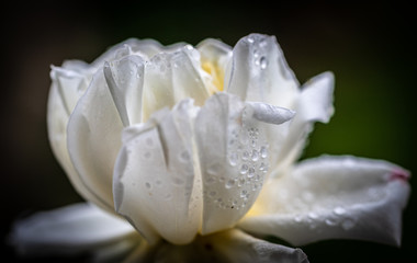 Nature with its flowers and mosses brighten your eyes!