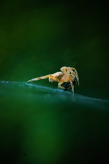 spider eating a mosquito 2