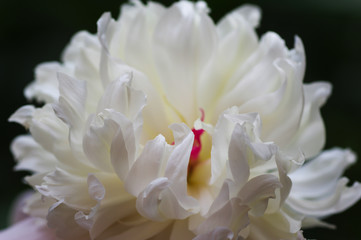 close up of a white dahlia