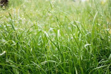Dew drops on the grass shining in the morning rays of sun.