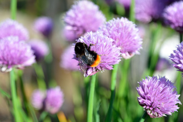 Honey bee on purple flowers