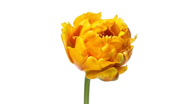 Opening of a beautiful large yellow Tulip flower on a white background. The Variety Golden Ducat. Springtime. Holiday. Celebration, Love, birthday Timelapse. Close up. 4K