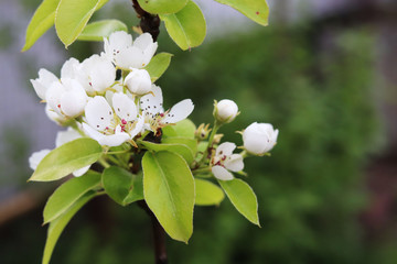 apple tree flowers  in spring