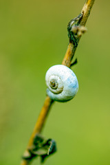 Small snail hanging on a dry branch in green background, macro