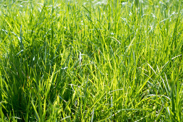 grass shining in the morning rays of sun.