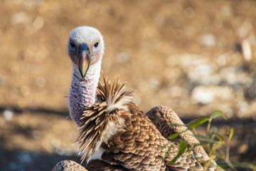Vulture
