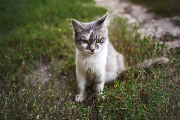 Naklejka na ściany i meble white cat sits thoughtfully on a green lawn, stray animal shelter