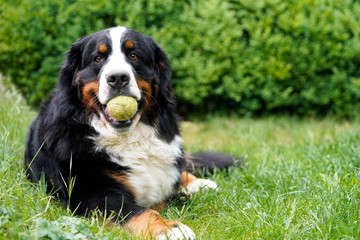 Bernese Mountain Dog lying on the grass, tennis ball in his mouth. 