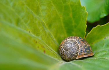 Brown snail on a green leaf