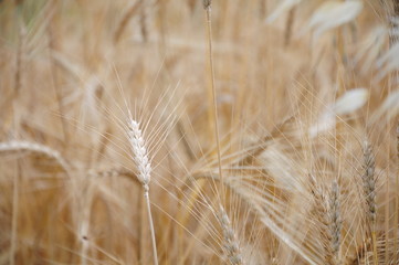 Background view of ears of yellow wheat