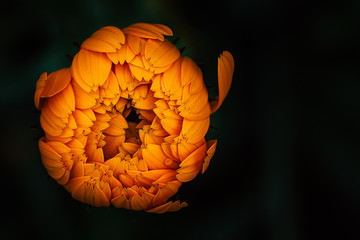Immortelle orange - Jolie fleur dans le jardin avec un fond noir