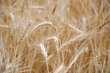 Background view of ears of yellow wheat