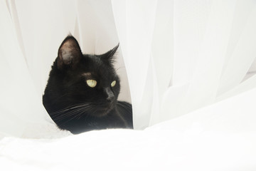 Black cat in an airy white veil. The black cat is surrounded by an air curtain..Looking away.