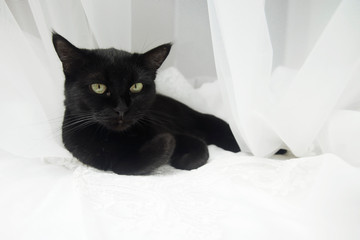 Black cat in an airy white veil. The cat lies on the bed surrounded by a white veil and looks at you. Elegant pose.