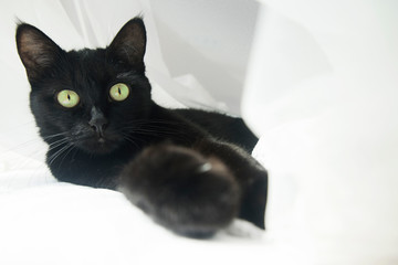 Black cat in an airy white veil. A surprised black cat lies on a bed surrounded by a white curtain. She extended her paws forward.