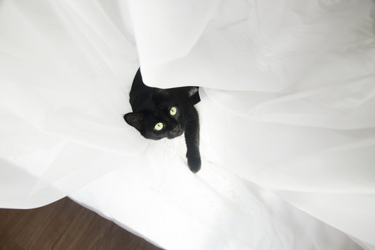 Black cat in an airy white veil. A black cat is looking at you surrounded by an airy white curtain. View from above.