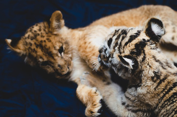 Game picture of a lion cub and a tiger cub