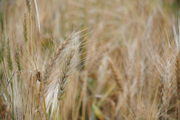 Background view of ears of yellow wheat