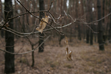 Dry leaves on a branch during spring in the forest. Vintage processing. Sad mood.
