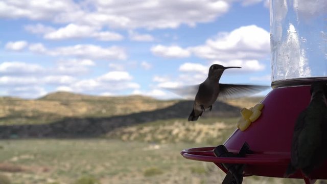 Hummingbirds Quarrel at Busy Hummingbird Feeder With Audio in Flight at 120fps Slow Motion 50%, 25%, 12.5% Slo-Mo