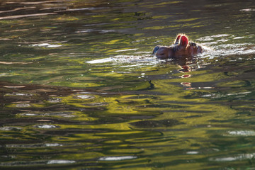 HIppo in water
