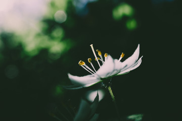 A small white flowers grows in a forest. Detailed macro photo. The concept of spring, summer, wildflowers.