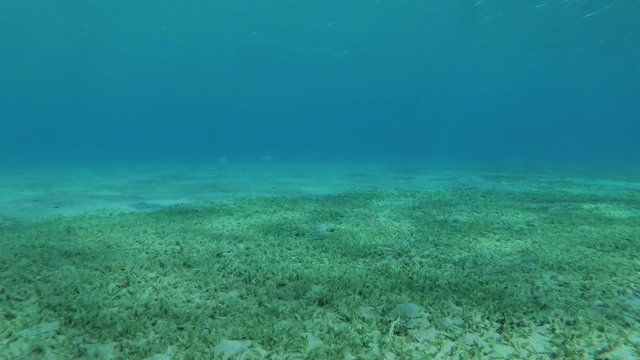 Sandy seabed covered with green sea grass on background is blue water with sunshine. Underwater landscape 