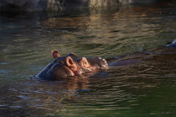hippopotamus in water