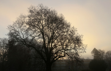 Fototapeta na wymiar first light of winter morning in urban park