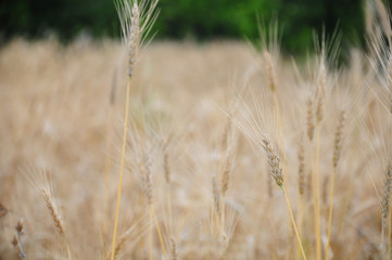 ears of wheat