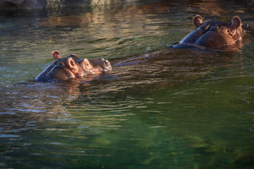 Fototapeta na wymiar hippopotamus in the river