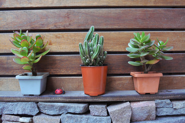 Red and green leaves